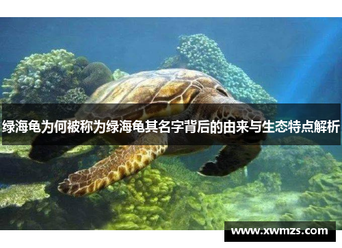 绿海龟为何被称为绿海龟其名字背后的由来与生态特点解析